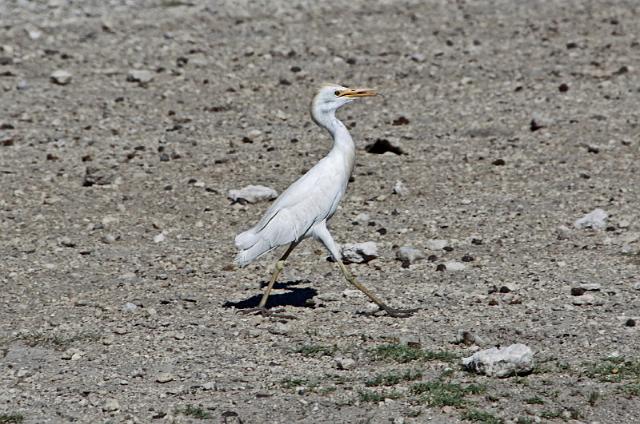 221 Etosha NP, koereiger.JPG